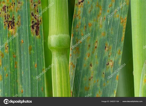 Wheat Leaves Infected Puccinia Triticina Macro Symptoms Stock Photo