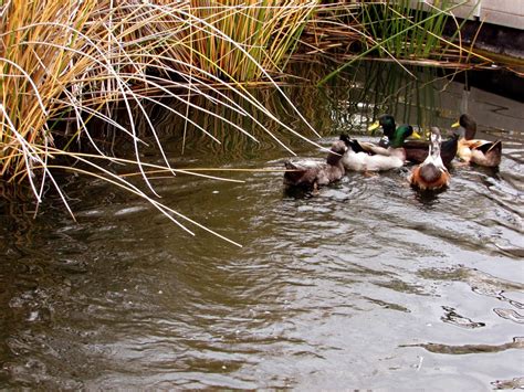 Riparian Preserve Photography: The Wildlife