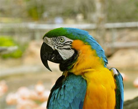 Blue and Yellow Parrot stock image. Image of communicates - 18969445