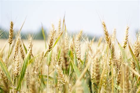 Trigo Transgénico Y Modelo Agroalimentario Tratando De Separar La Paja Del Trigo Al Margen