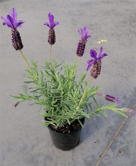 Lavender Major L Springvale Garden Centre