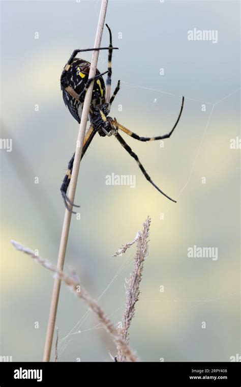 Yellow Garden Spider Argiope Aurantia At The Heron Bend Conservation