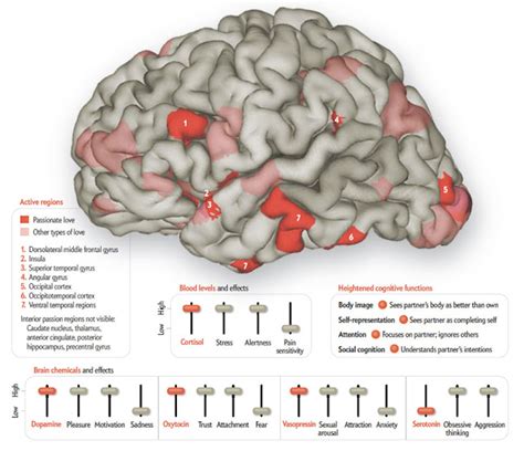 Mapping The Activity of Love And Desire In The Brain