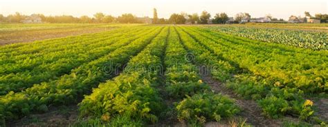 Las Plantaciones De La Zanahoria Se Crecen En El Campo Filas Vegetales