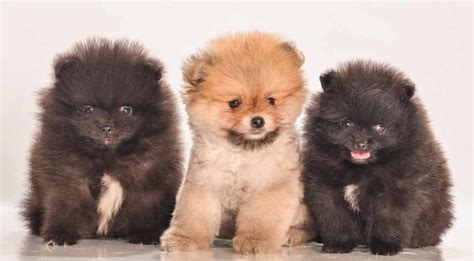 Cuántos Cachorros Puede Tener Un Pomerania Blog De Adopta Un Animal