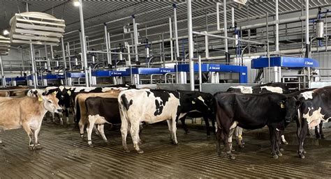 Pr Sentation De La Traite Robotis E Vms En Lots Delaval