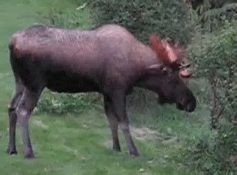 Moose GIF - Moose - Discover & Share GIFs