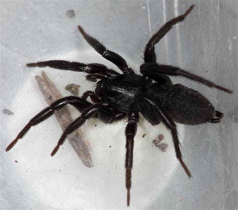 Utah Spider Zelotes Bugguidenet