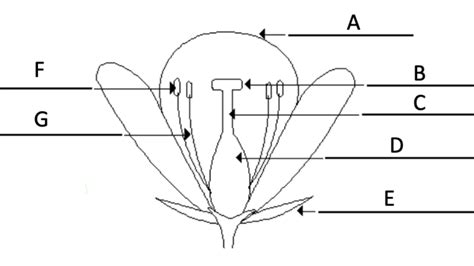 Anatomy Of A Flower Diagram Quizlet