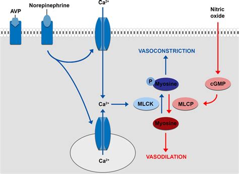 Regulation Of Vascular Smooth Muscle Tone Binding Of Arginine