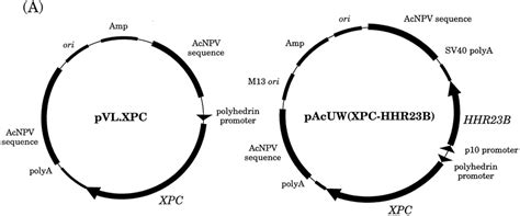 Construction Of Recombinant Baculoviruses Expressing Rhxpc With Or