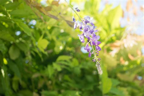 Garten Navi Chinesischer Blauregen Wisteria Sinensis