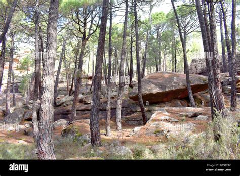 Paisaje Protegido De Los Bosques De Pino De Rodeno Formado Por Pinastro