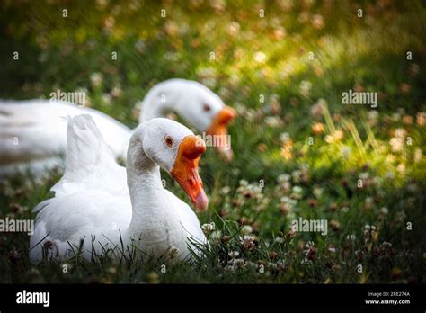 White Chinese Geese Lay In The Grass At The Lincoln Park Zoo In