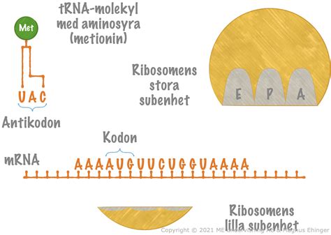 DNA Molekylens Struktur Och Funktion Kemi 2 Magnus Ehingers