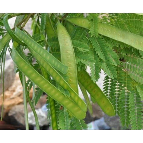 Jual Daun Lamtoro Pete Cina Segar Kg Shopee Indonesia