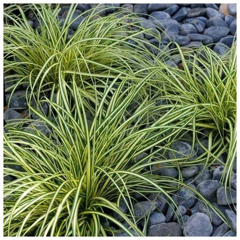 Carex Oshimensis Evergold Japanese Sedge Pack Of Three