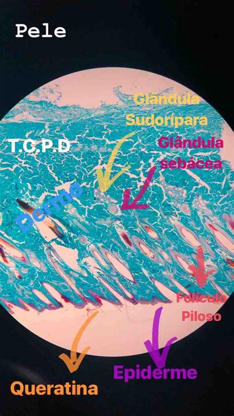 Lâmina histológica Pele Histologia e Embriologia