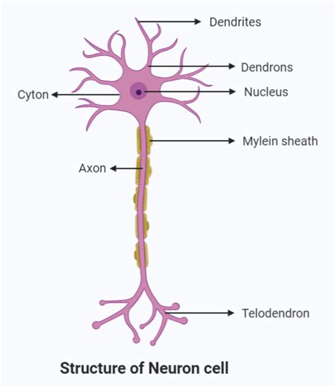 Largest cell in the body isA. LymphB. OsteocyteC. NeuronD. Chromatophore