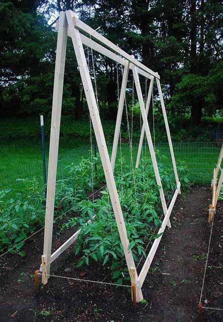 53 Tomato Trellis Designs Completely Free Tomato Trellis Tomato