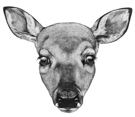 Doe Deer Face Drawing