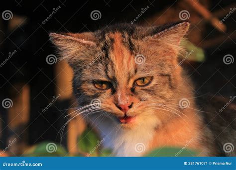 My Cat Is Thirsty Stock Image Image Of Woke Thirsty