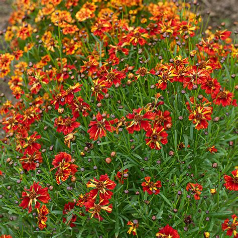 Coreopsis Seeds