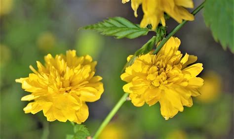 Las Flores Amarillas Alegría y Significado 2024 Una Planta