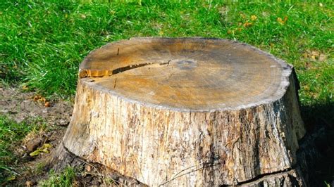 How To Burn A Tree Stump Step By Step Guide