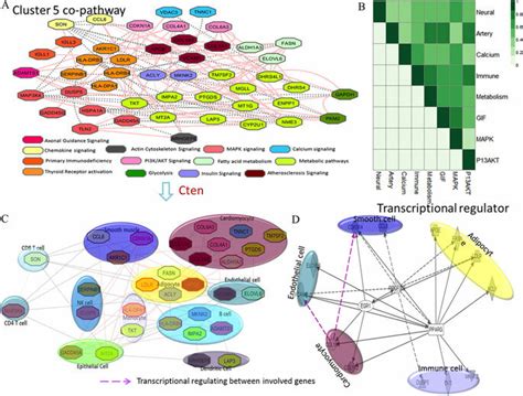 Canonical Pathways Analysis On The Genes Associated With Inflammation Download Scientific