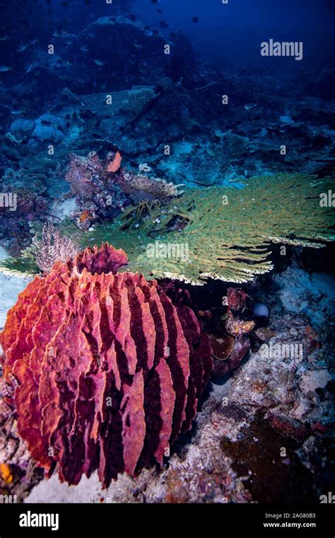 colourful tropical coral  raja ampat indonesia stock photo alamy