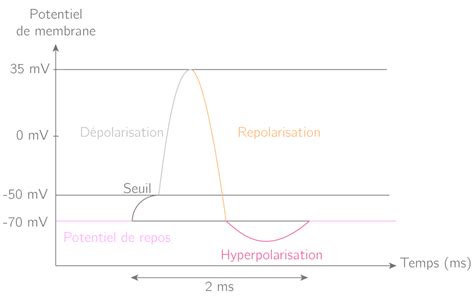 Potentiel De Repos Et Potentiel D Action