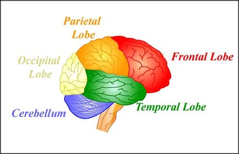 Color Coded Brain Diagram