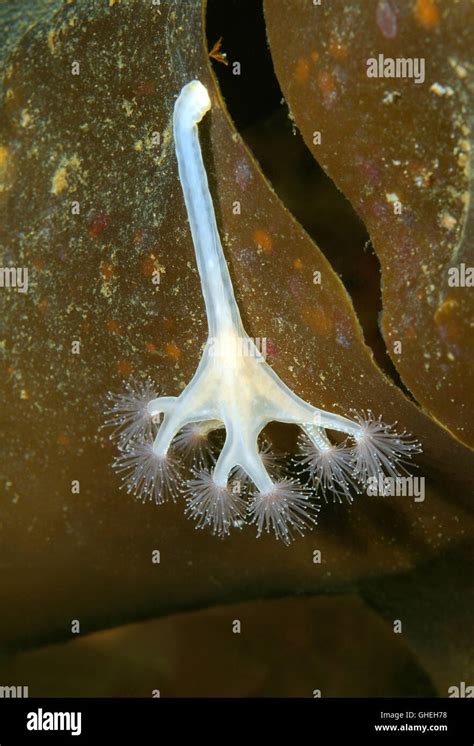 Stalked Jellyfish or Kaleidoscope Jellyfish (Lucernaria quadricornis ...