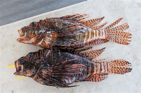 Lionfish Price Cheap Sell | www.pinnaxis.com