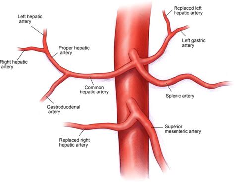 Anatomy Of The Liver The Liver Lobes Ligaments Vasculature Teachmeanatomy Png Dora