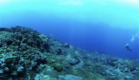 Surrounded by oil platforms, this coral reef in the Gulf of Mexico ...