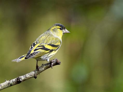 Tuesday Nd January Cornwall Birds Cbwps