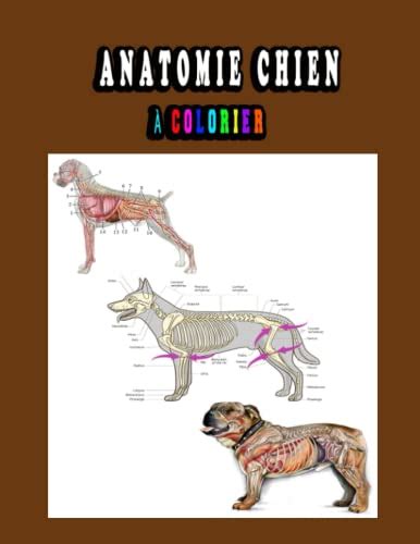 Anatomie Chien à Colorier Un moyen plus simple et meilleur d apprendre