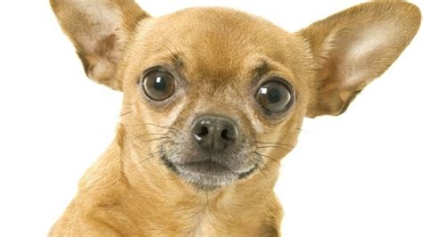 Hay 2 Tipos De Perro Chihuahua Te Decimos Cuáles Son Y Sus Diferencias