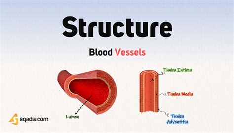 Blood Vessels - Structure