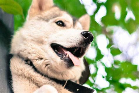 Kishu Ken Dog Breed Information: 11 Things to Know | Your Dog Advisor