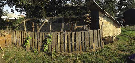 raising backyard chickens northern wilds magazine