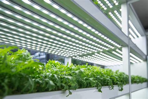 Learn About Lighting For Indoor Gardening