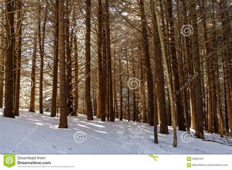 Fir Forest Of Roan Stock Image Image Of Hiking Mountains 85661247