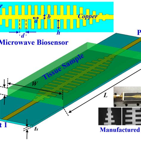 Schematic Diagrams Of The Micorwave Biosensor Top Left A Model Of