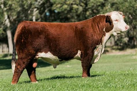 Bull Hereford Hereford Cattle Bull Cattle