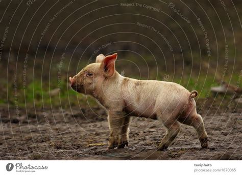 A big group of small pigs in a farm - a Royalty Free Stock Photo from ...