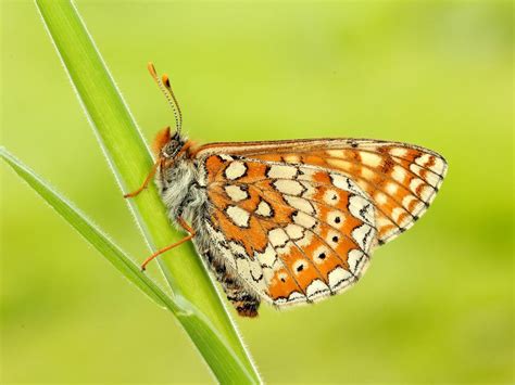 Marsh Fritillary Butterfly Conservation