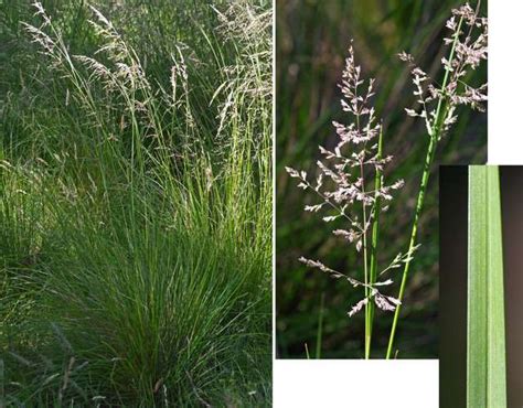 Poa Labillardierei - Common Tussock-Grass - Local Seeds